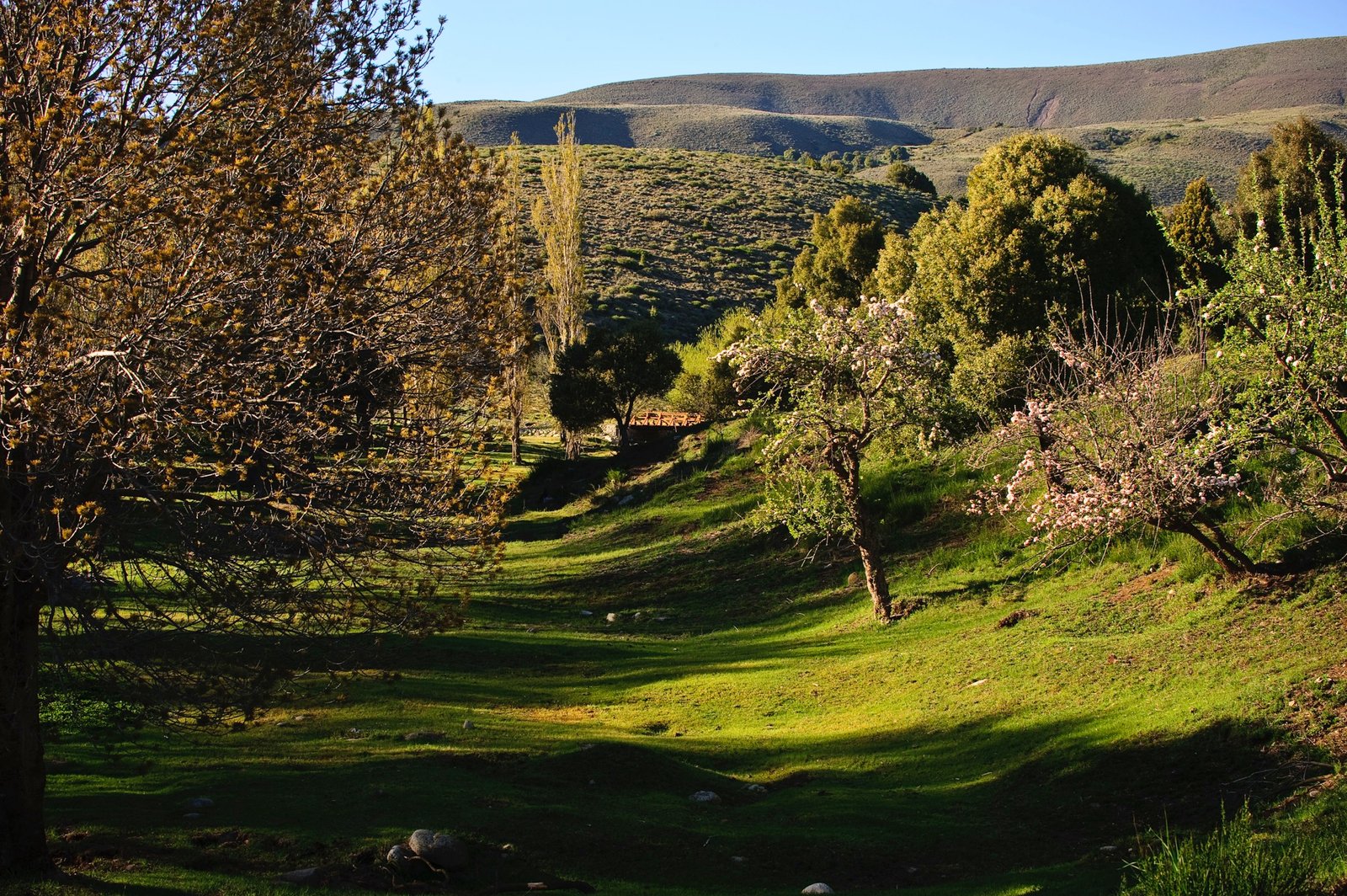 FB_72_2008_Quillehue_0325_D3