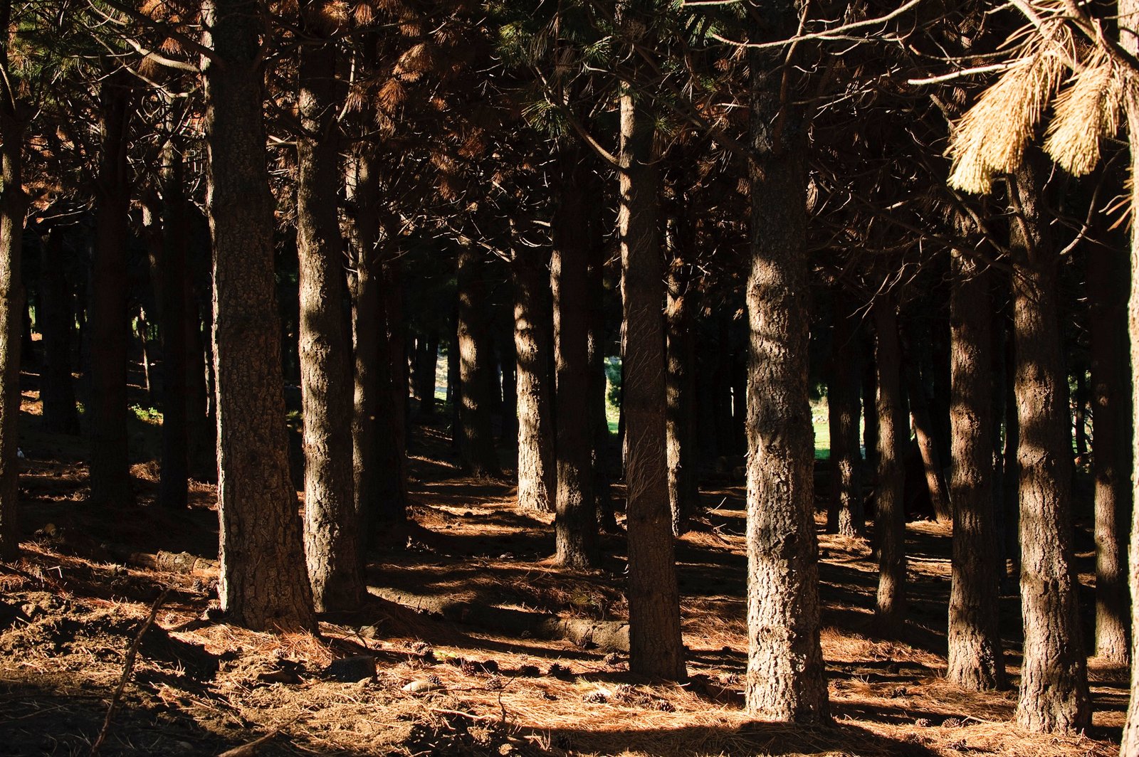 FB_72_2008_Quillehue_0403_D3